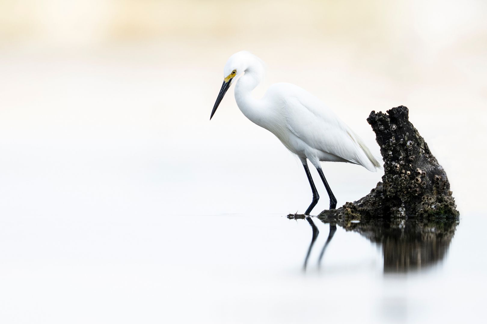 NW Atlanta, Georgia area) I'd think juvenile great egret since