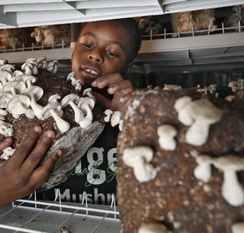 Child looking at mushrooms growing on logs inside a storage area, with shelves above. Close-up of mushrooms and child's face.
