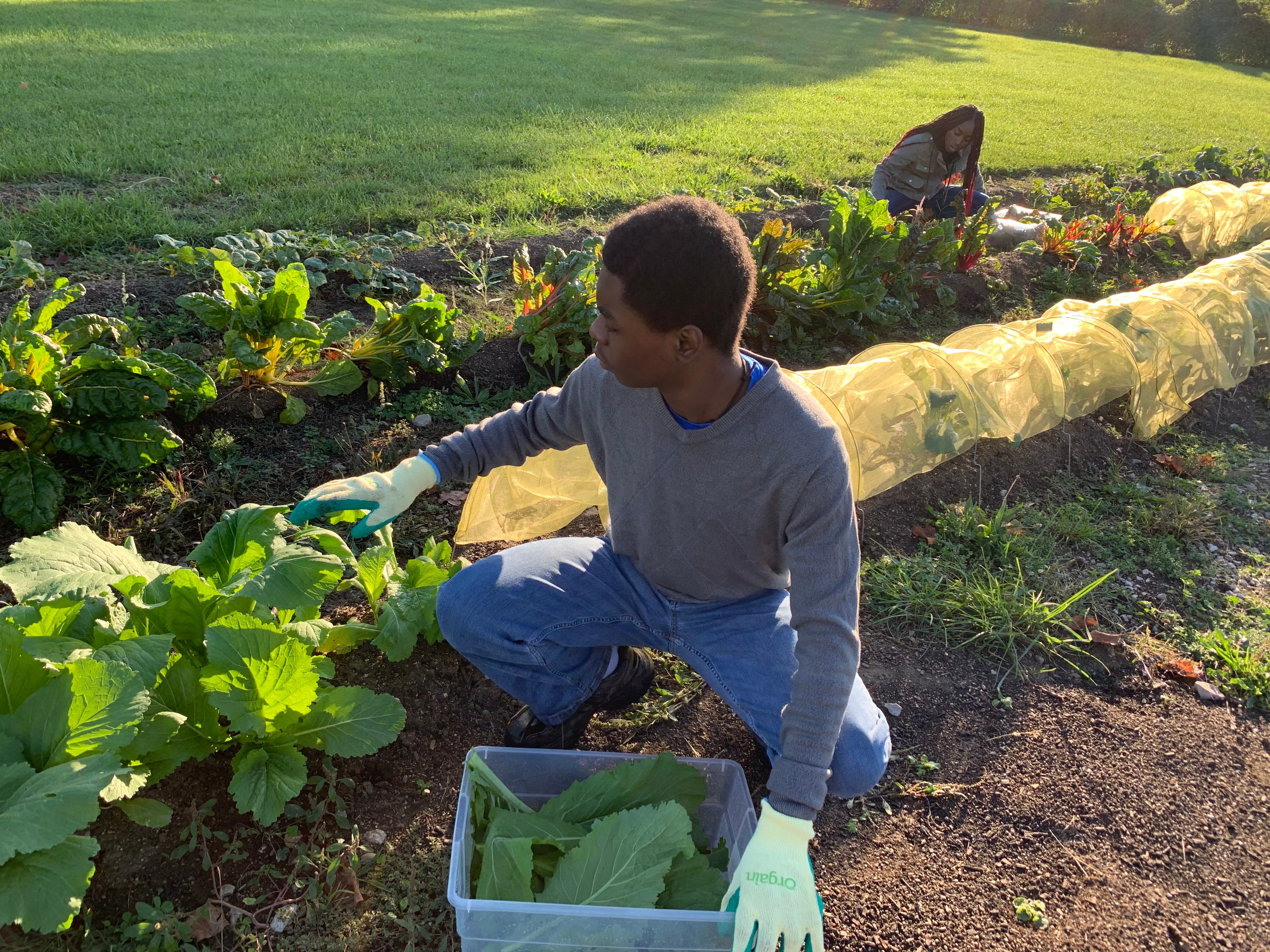 Child wearing gloves crouches in a garden, harvesting leafy greens with another person in the background.