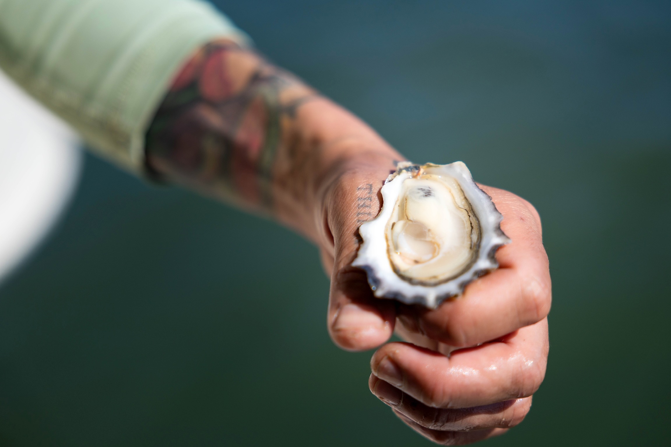 Person holding an open oyster shell with a pearl inside, arm tattoo visible, background water, 20 words