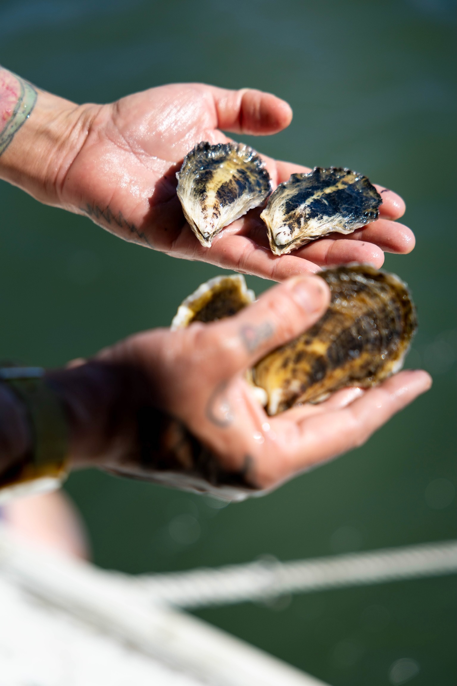 Person holding two oysters and a clam shell over water, with visible hands and shells, no background details.