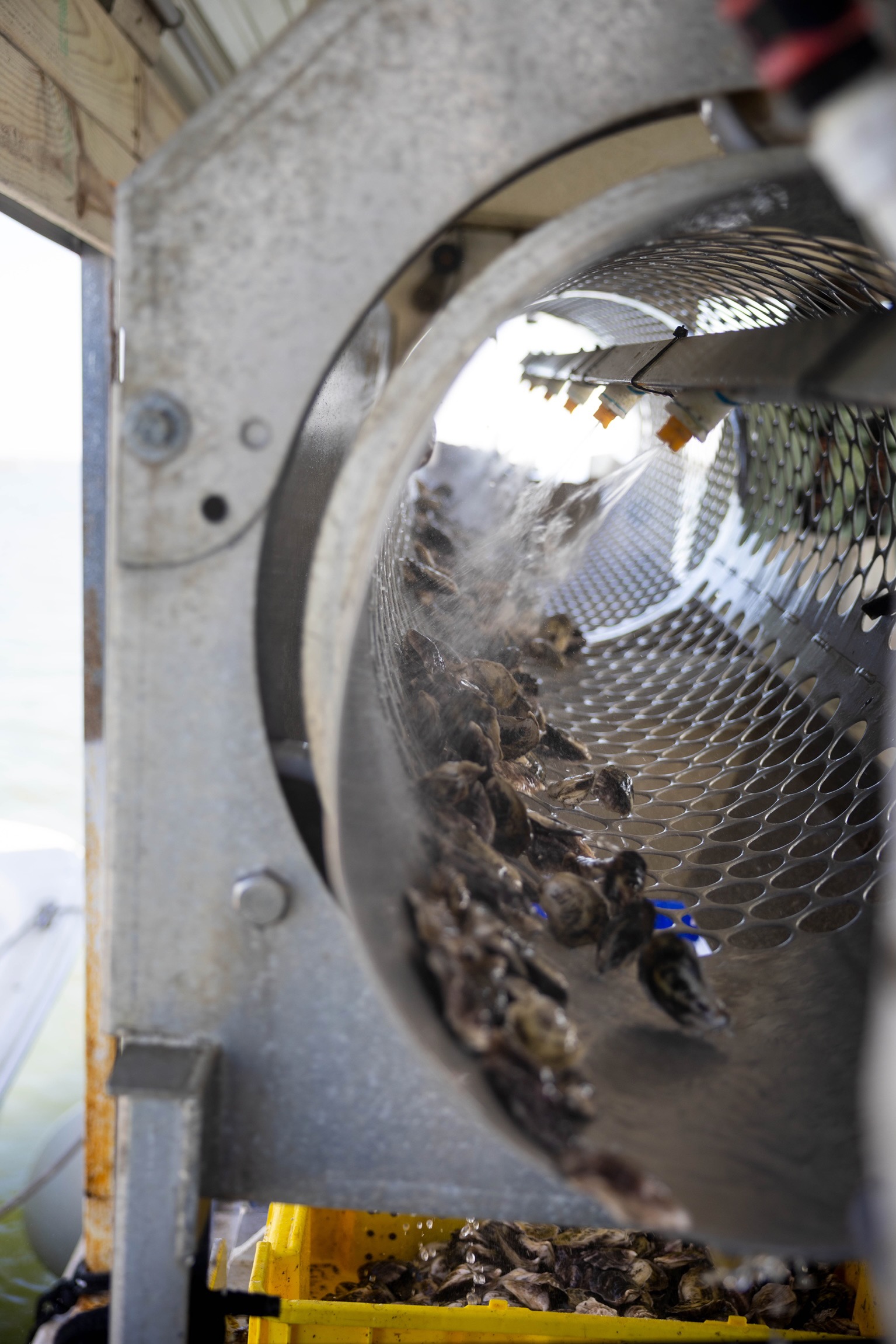 View inside a metal drum with bees and honeycomb, with a mesh side and outdoor background.