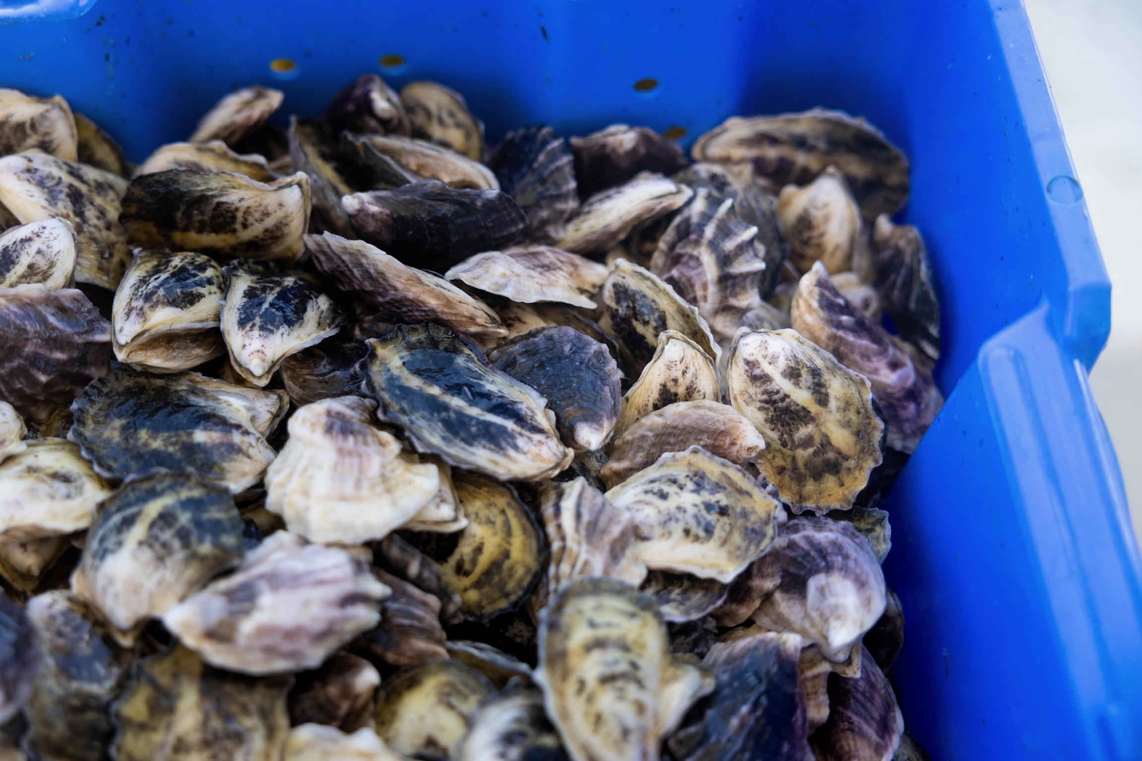 Blue container filled with numerous seashells, mostly dark with light patterns, piled together.