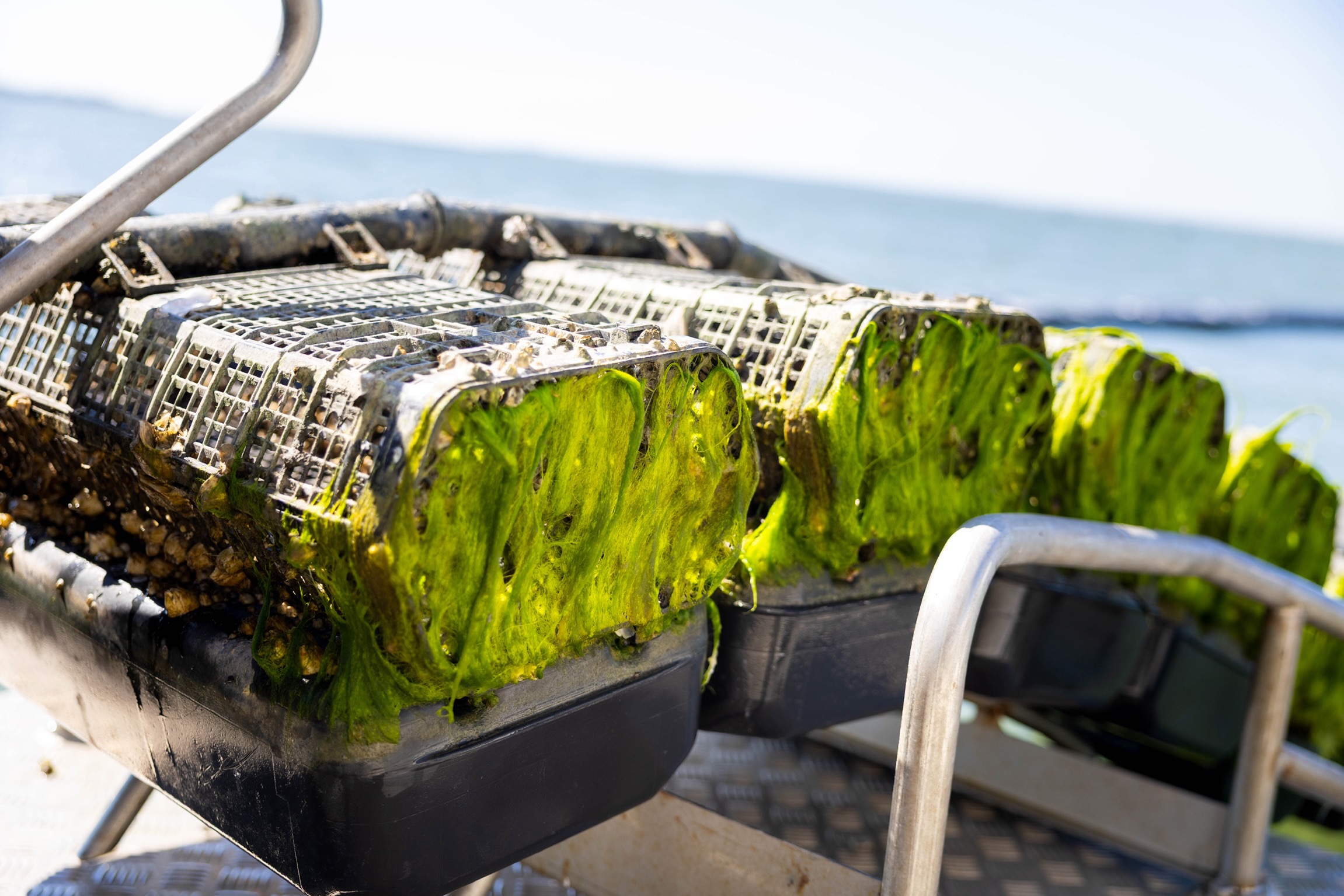 Close-up of a green seaweed-covered object on a boat, with water in the background.