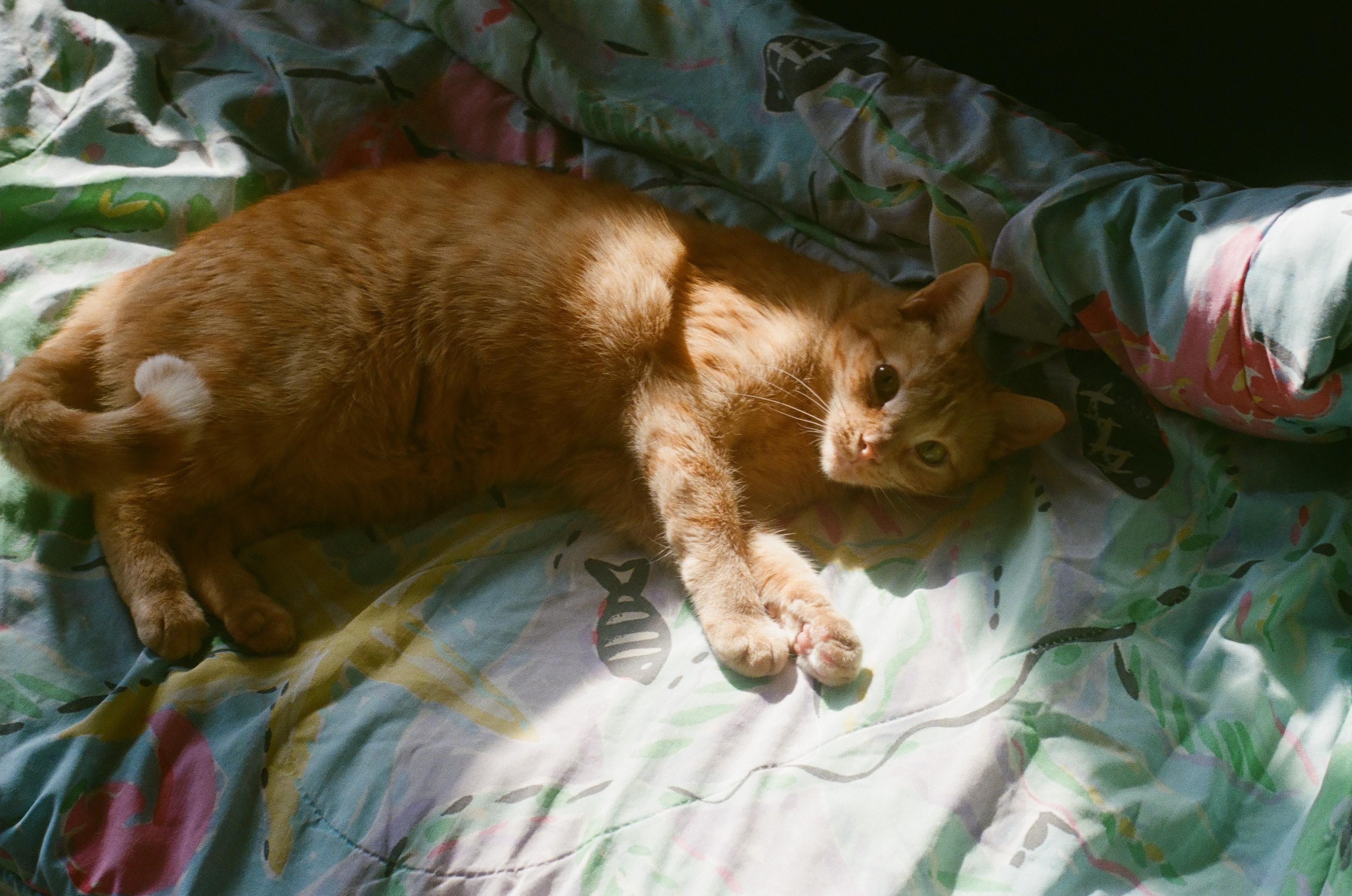 A ginger cat lying on its side on a colorful bedspread, looking at the camera.