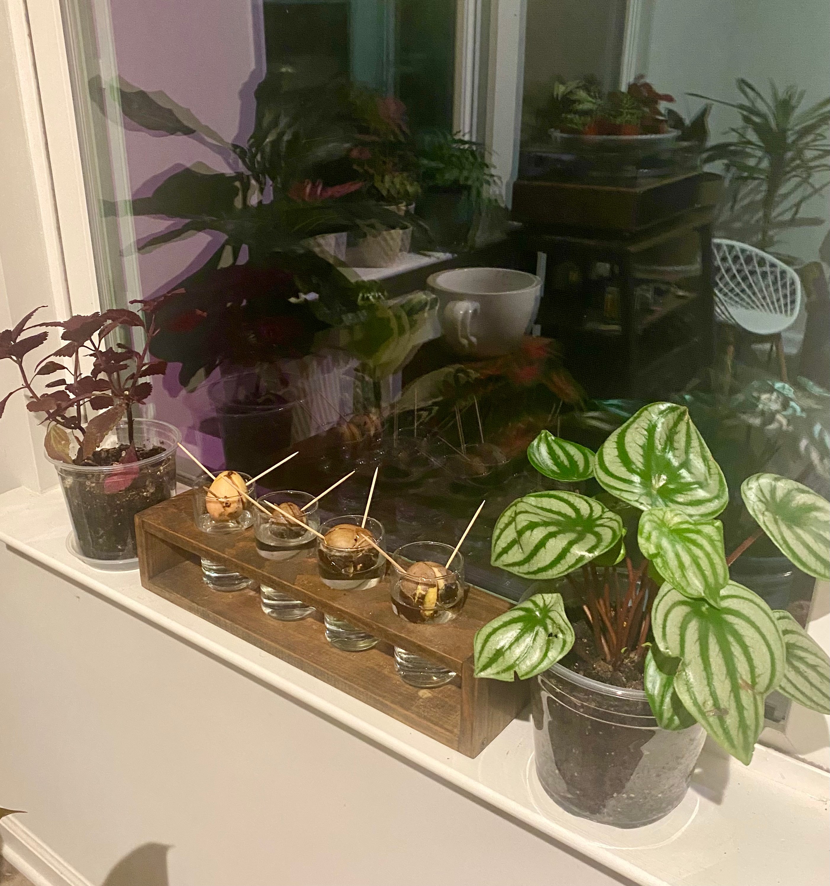 Indoor windowsill with potted plants and a wooden tray holding small glass containers, reflected in a window with additional plants outside.