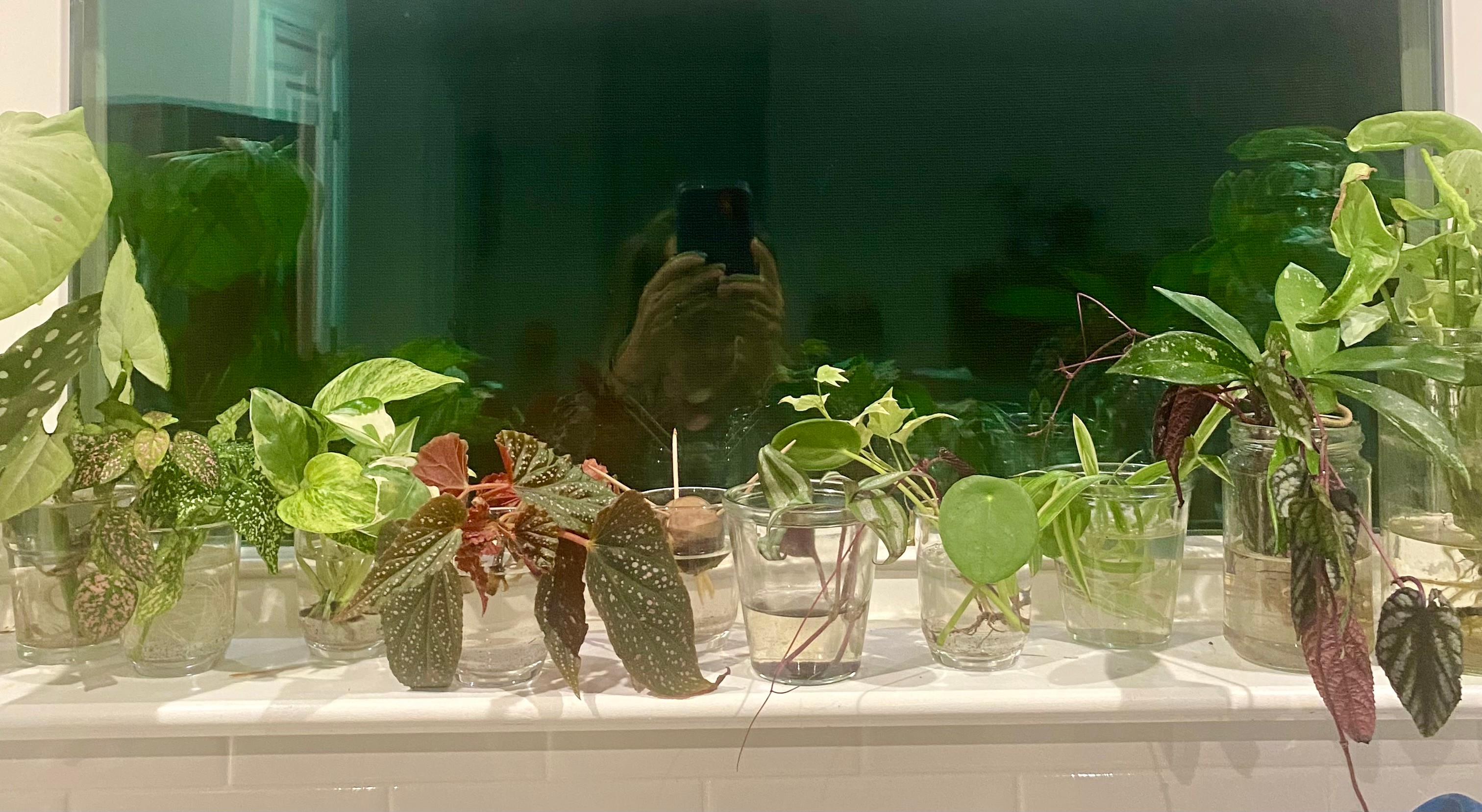 Various potted plants on a windowsill with a reflection of a person taking a photo, in a room with green decor.