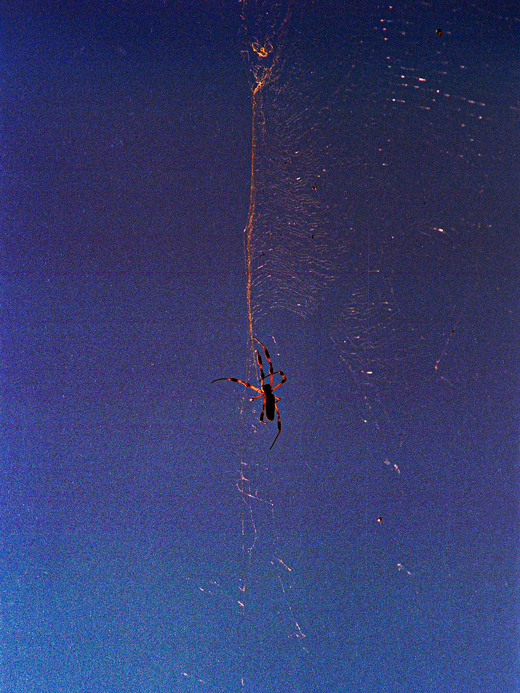 A person hanging from a rope against a starry night sky, with a trail of light or sparks above them.