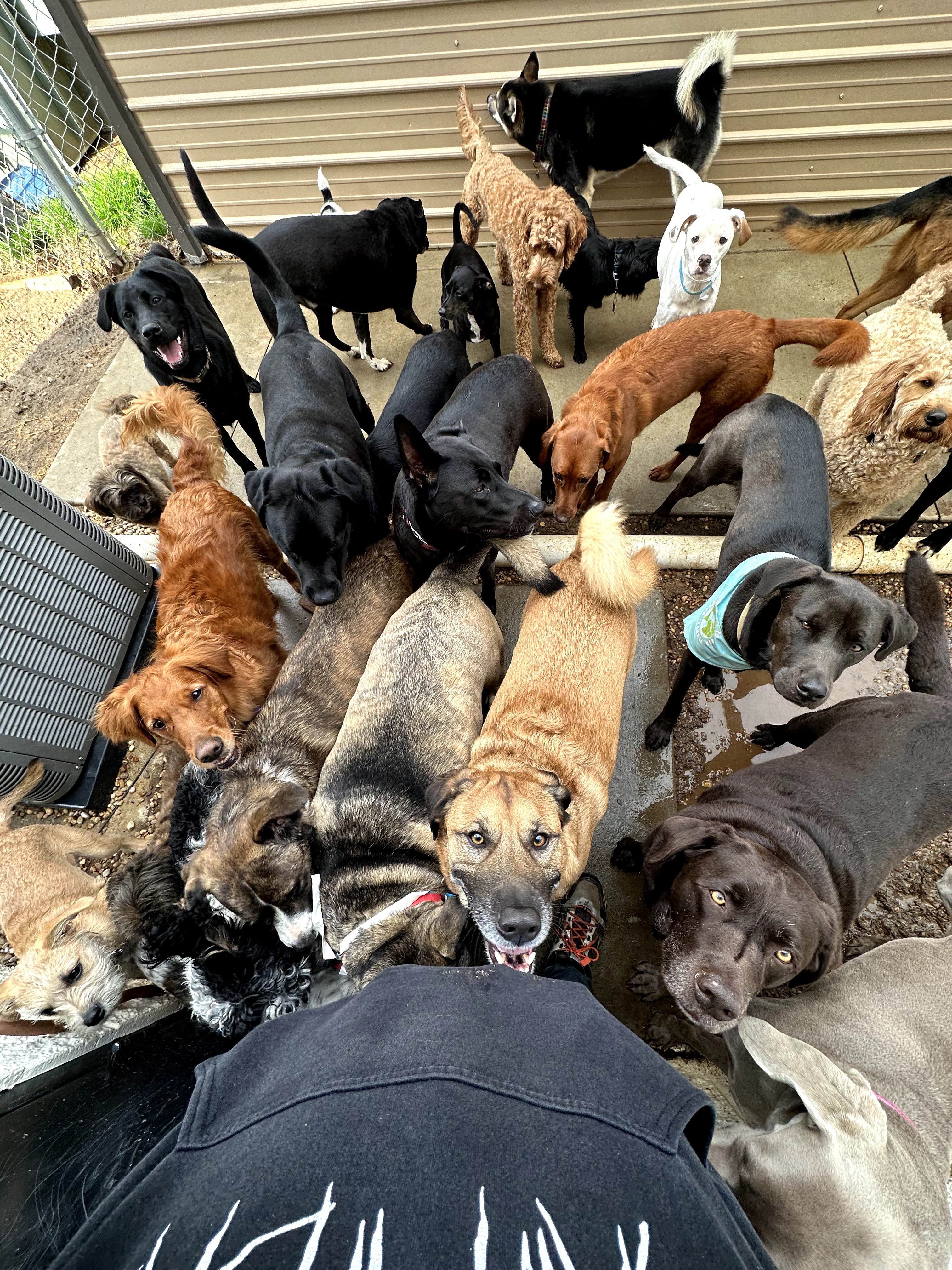 Group of puppies and dogs gathered outdoors near a fence, some sitting, standing, or lying down, with a person's legs visible in the foreground.