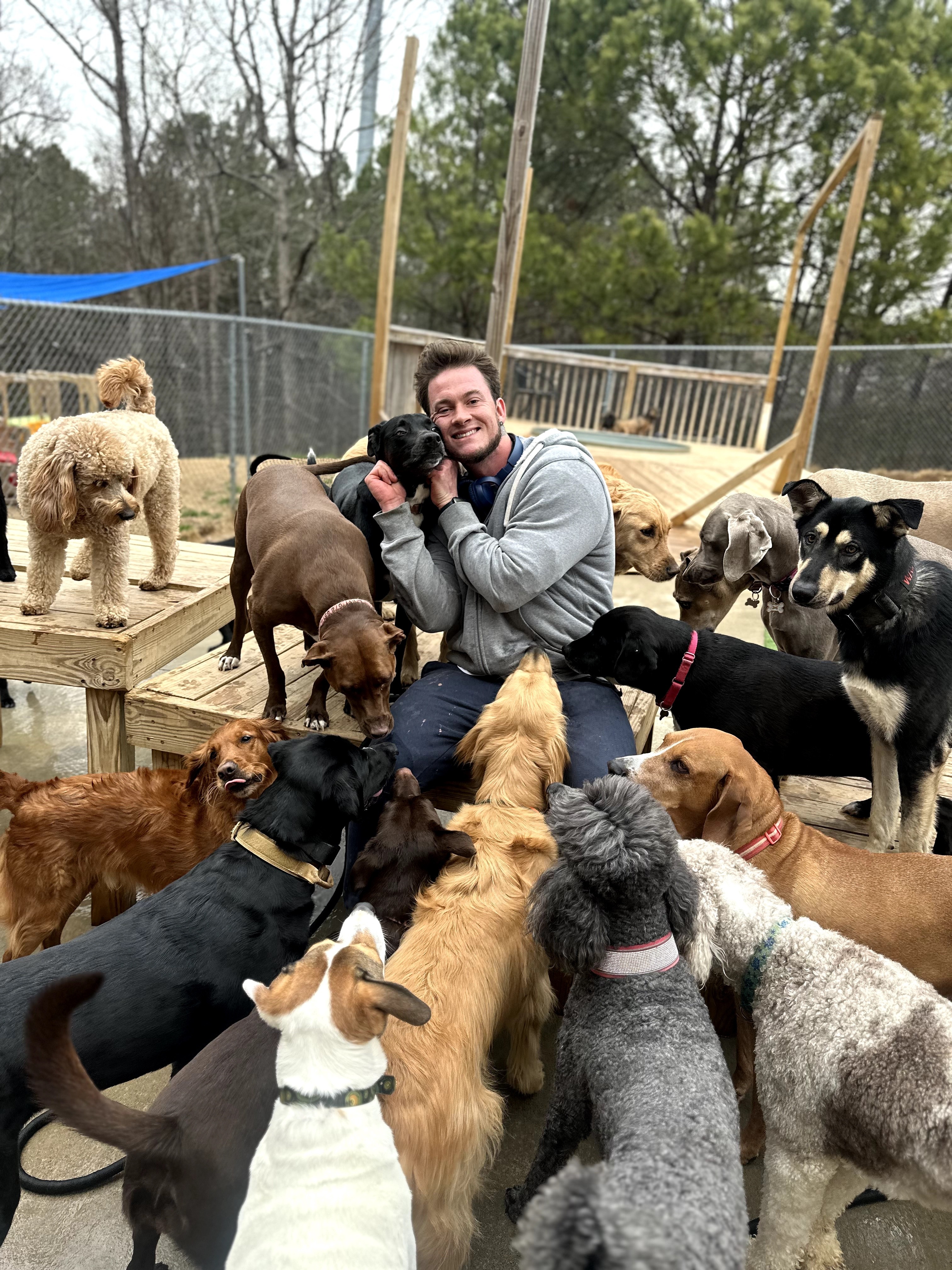 Person surrounded by multiple dogs outdoors, some sitting and some standing, with trees and a fence in the background.