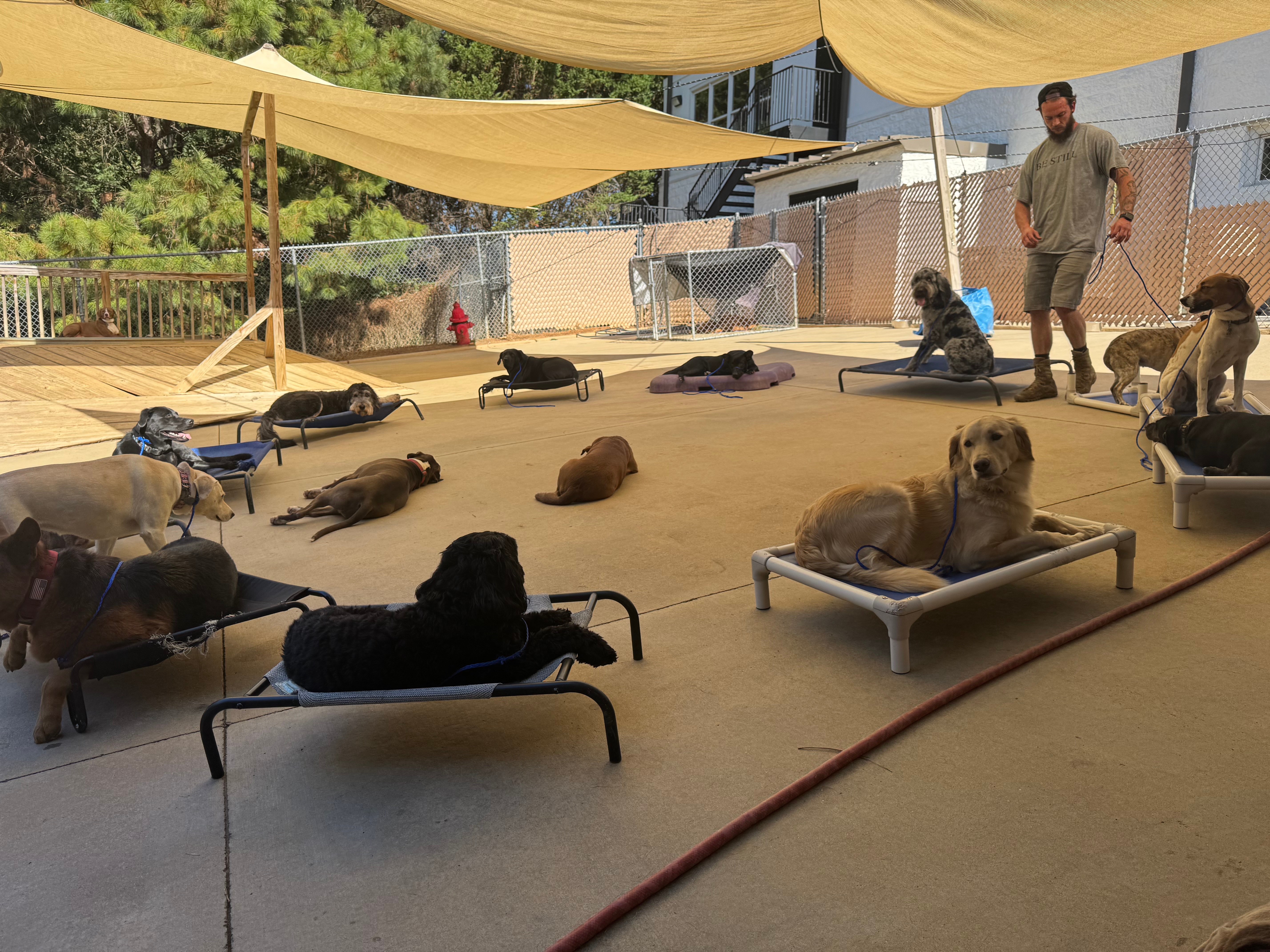 Dogs lying on beds and the ground in an outdoor shelter area with shade sails, people nearby, and a fence in the background.
