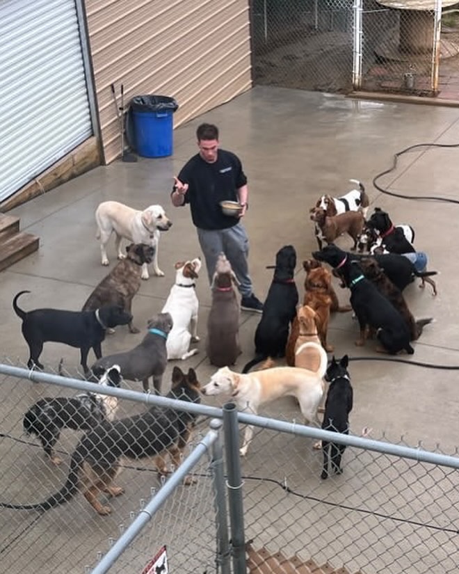 Person with multiple dogs in a fenced outdoor area, some sitting and some standing, near a building and a blue trash bin.