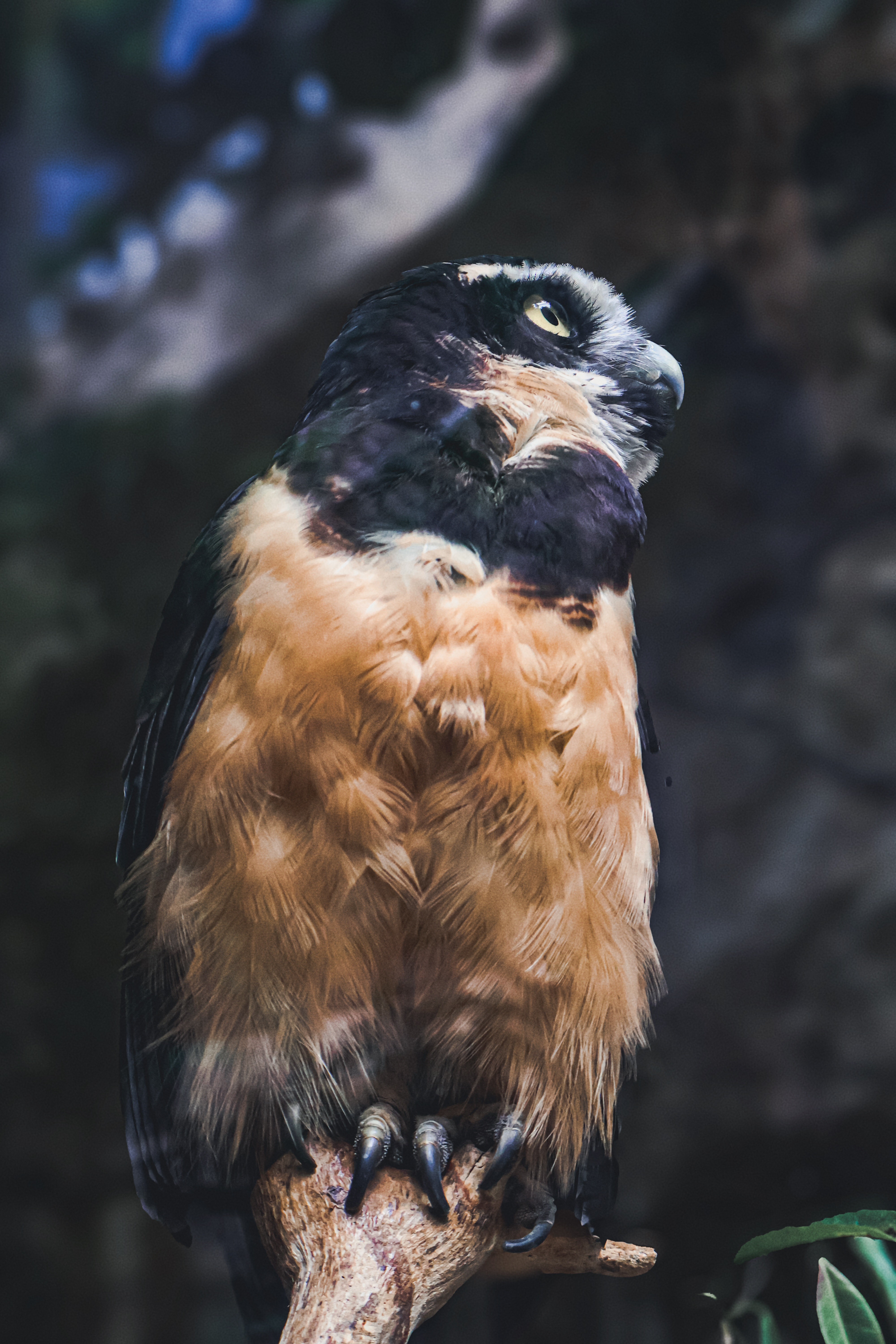 A bird of prey perched on a branch, with dark feathers on its head and light brown feathers on its body, against a blurred background.