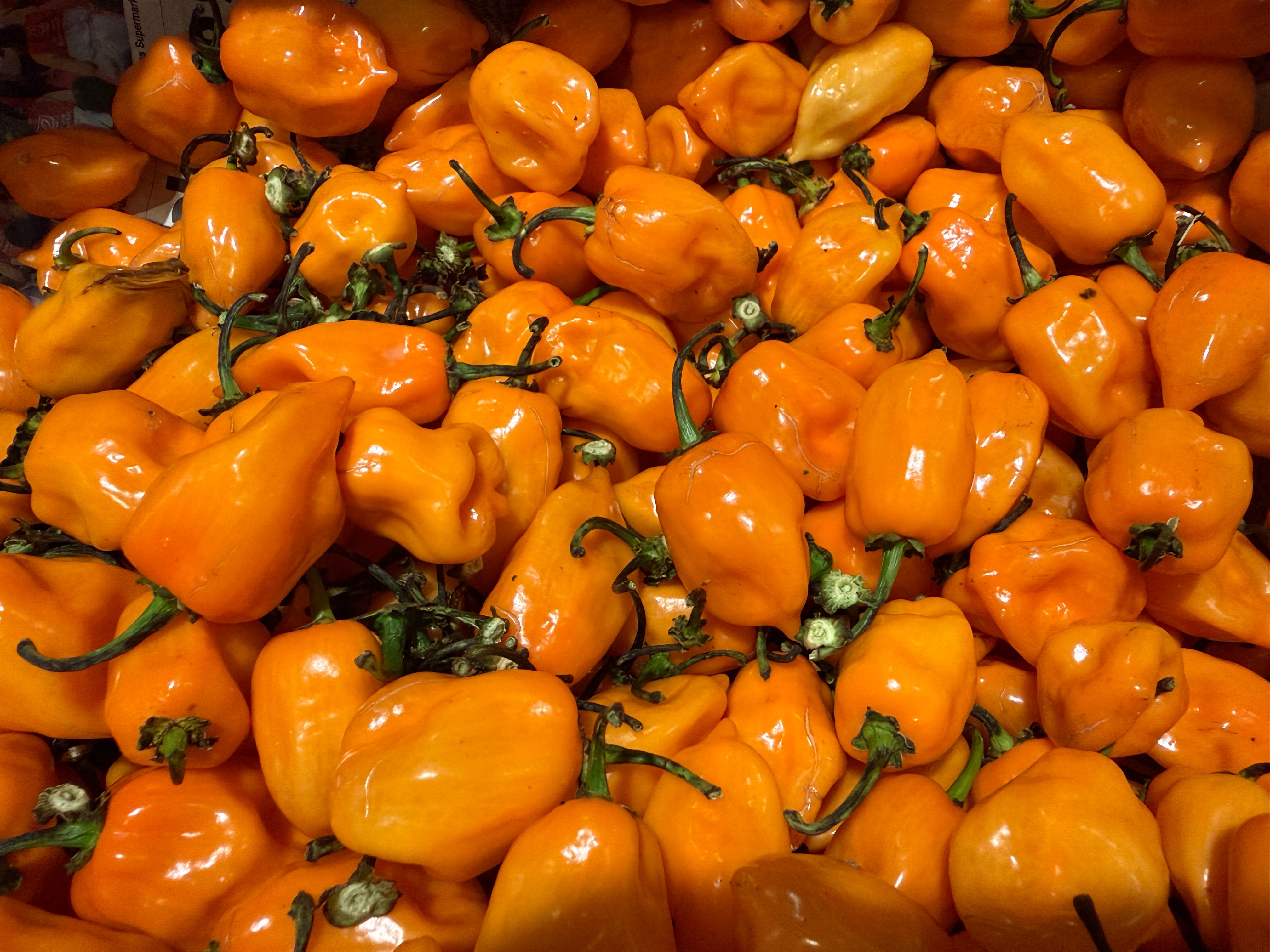 A large pile of orange habanero peppers with green stems, shiny and fresh.