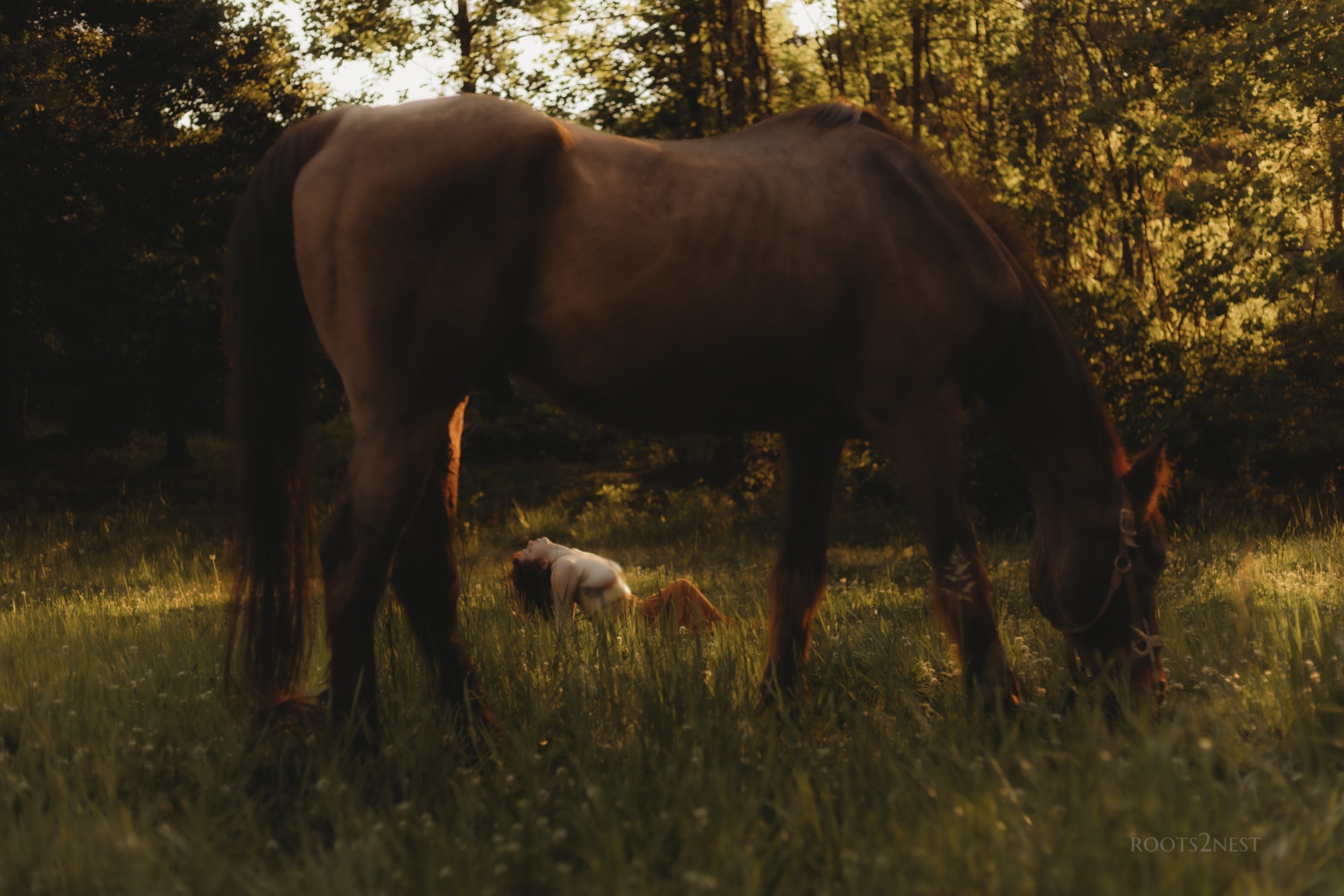 Horse grazing in a grassy field with trees in the background during sunset, with a small dog nearby.